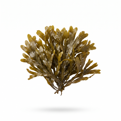 Alga marina bruna